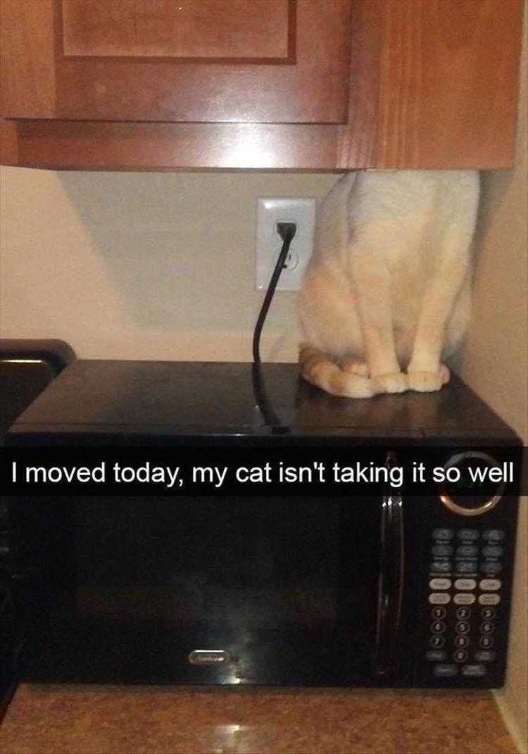 Funny Animal Memes With Caption Creature Of Habit Not Happy