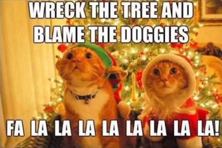 Funny Animal Memes For Kids Christmas Memes