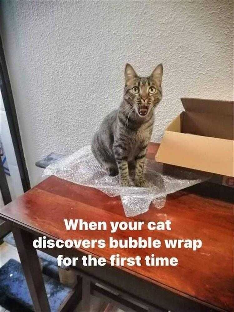 Funny Animal Memes For Kids Cat On Bubble Wrap