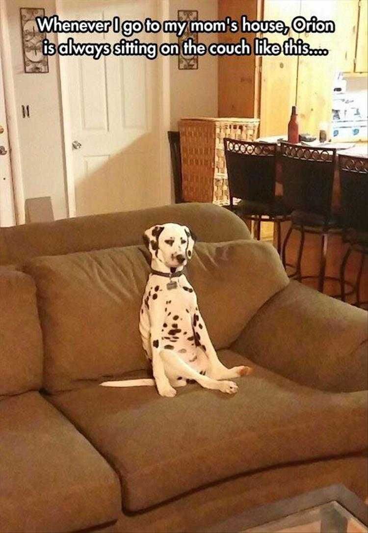 Funny Animal Memes For Kids Just Like Brian