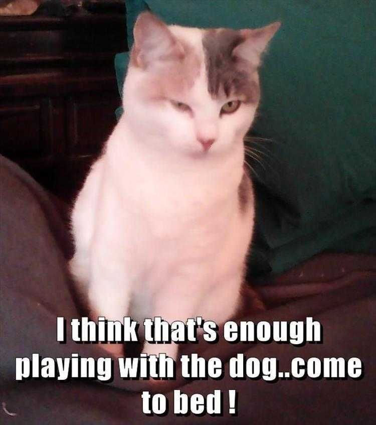 Funny Animal Memes For Kids Loyalty