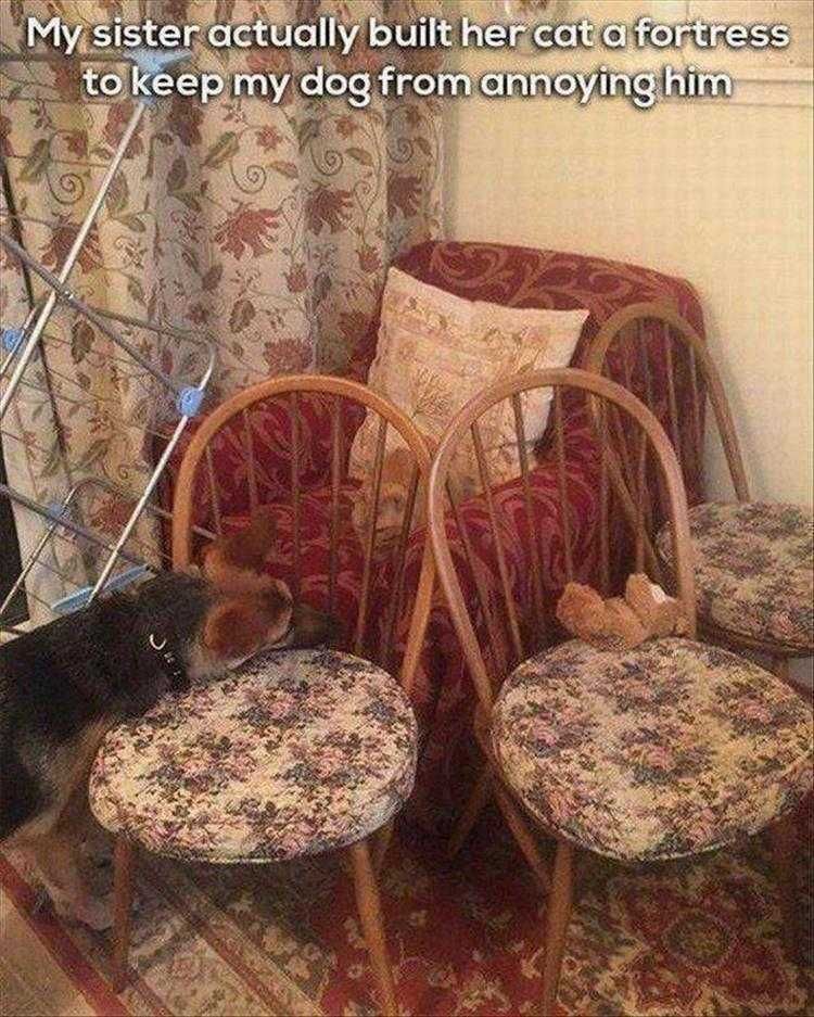 Funny Animal Memes For Kids Cat Fortress