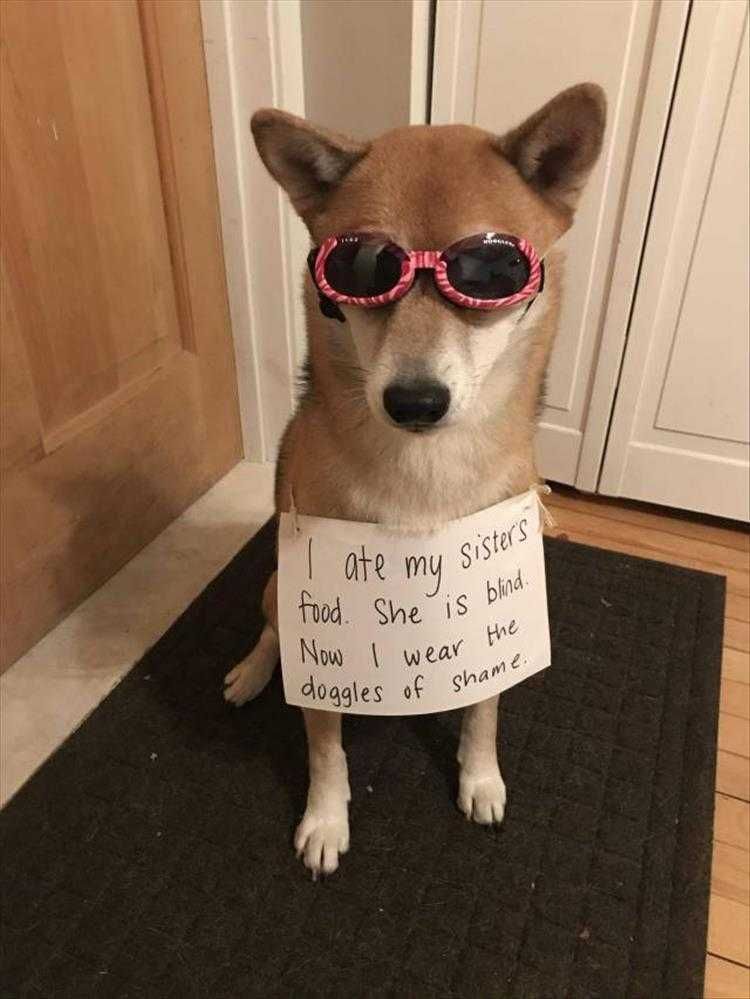 Funny Animal Memes For Kids Dog Shaming