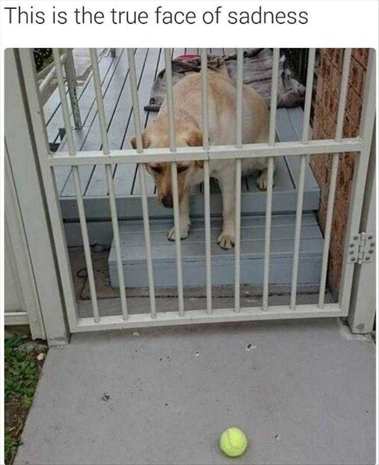 Funny Dog Memes For Kids Sad Face
