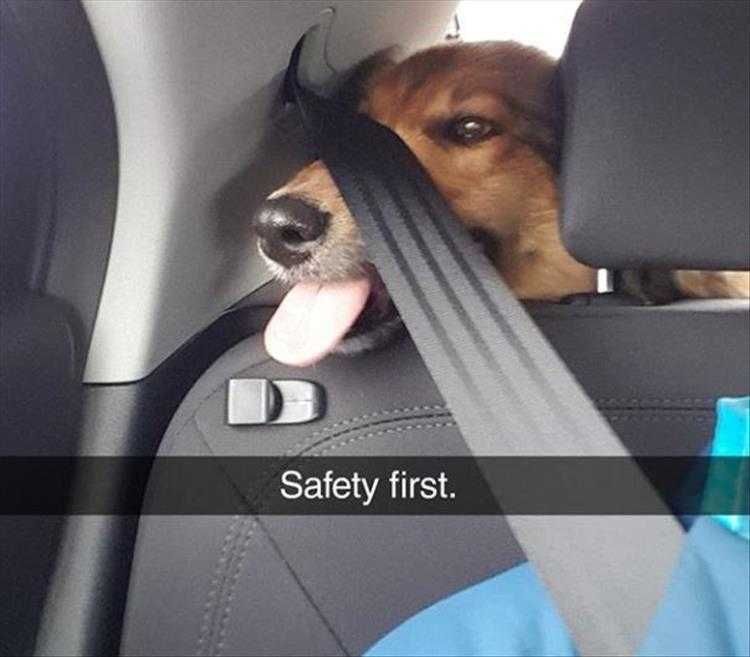 Funny Animal Memes For Kids Safety