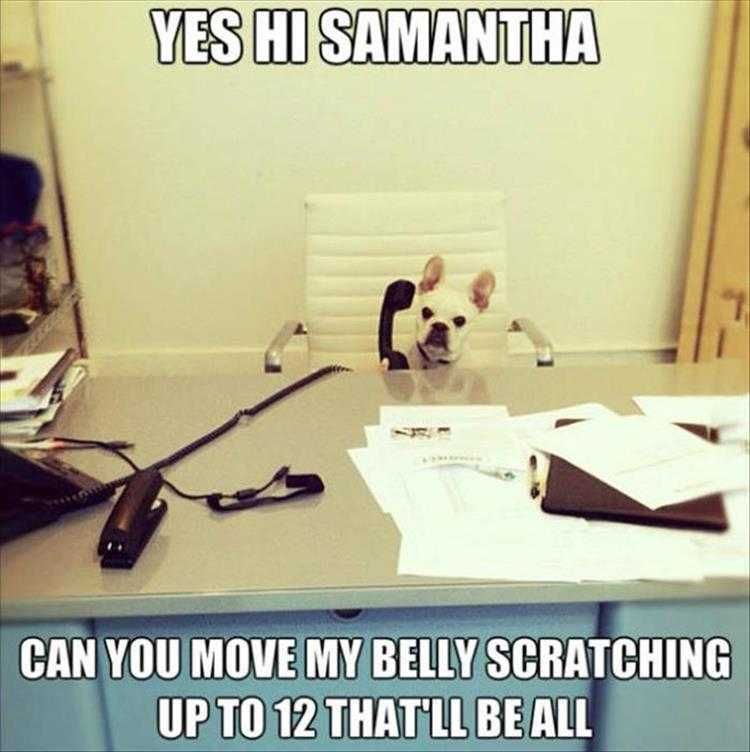 Funny Dog Memes For Kids Boss Dog
