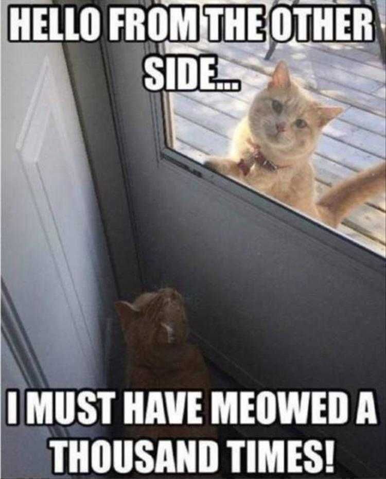 Funny Cat Memes For Kids Friends Separated By Glass