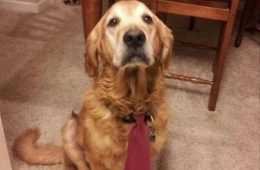 Funny Dog Memes For Kids  Bring Your Dog To Work Day