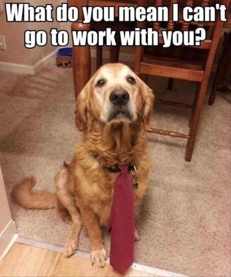 Funny Animal Memes For Kids Bring You Dog To Work Day