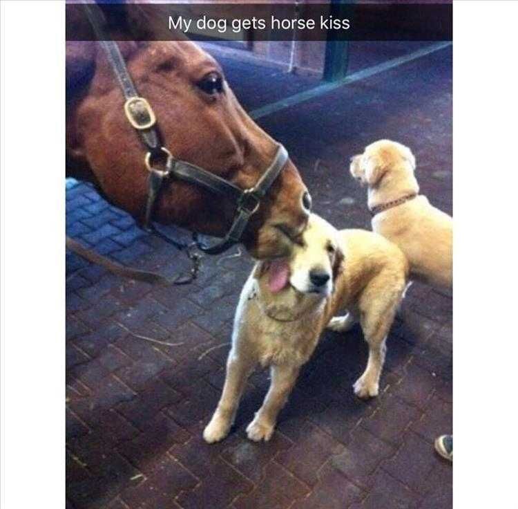 Funny Dog Memes For Kids Horse Lick