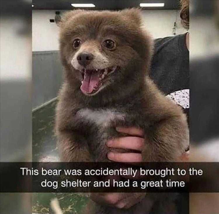 Funniest Pet Memes Bear Dog