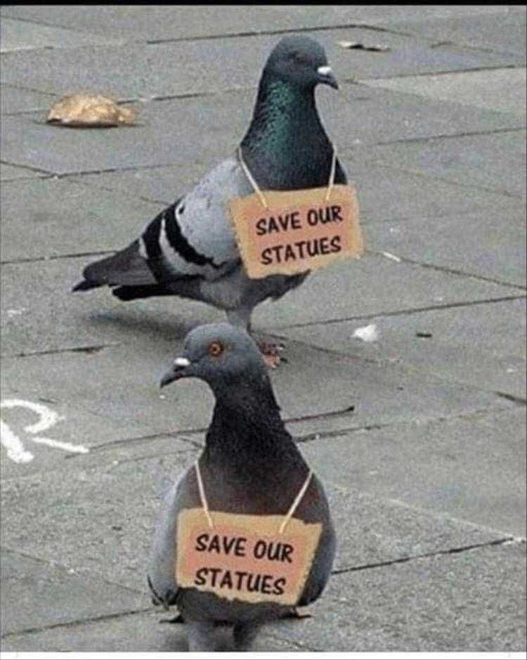 Funniest Animal Memes Pigeon Protest