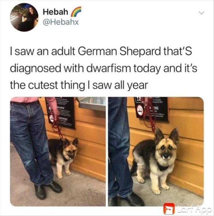 Top 30 Funny Animal Memes Of The Day 5Fde1561D2176