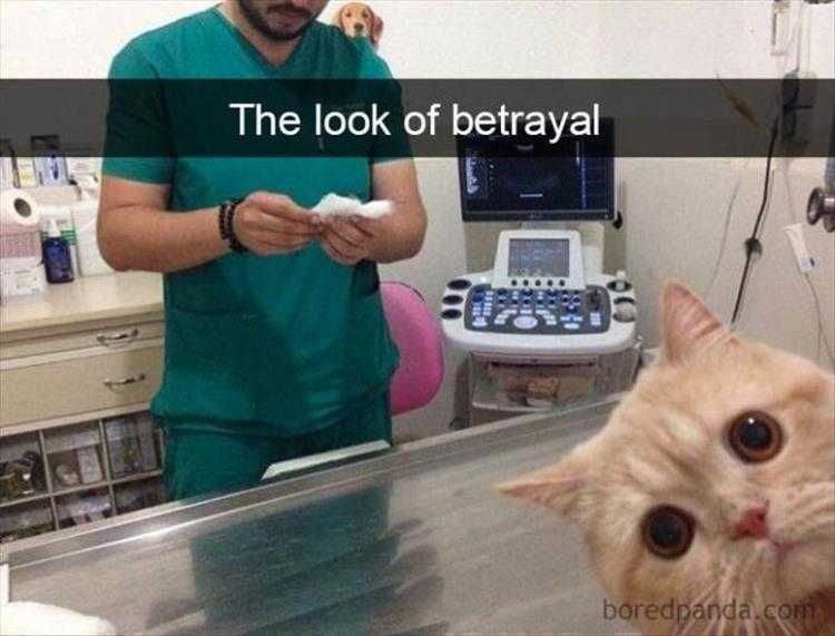Funniest Animal Memes Where Have You Taken Me