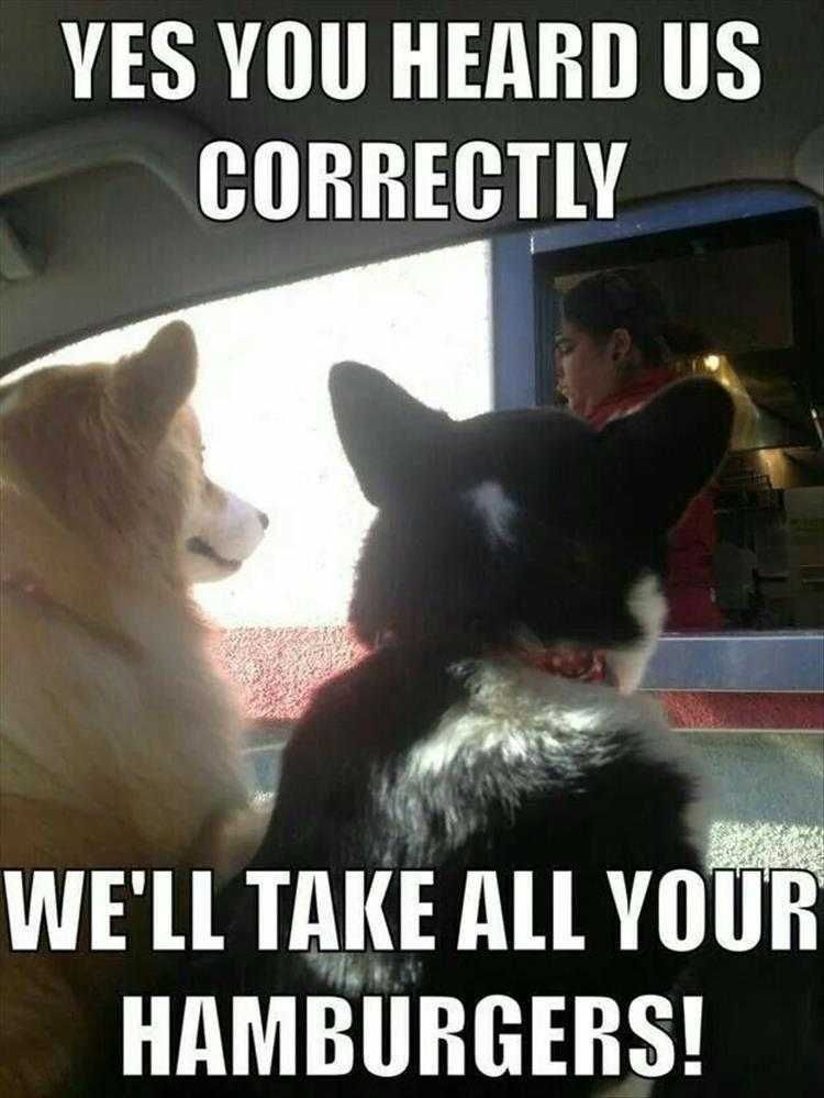 Funniest Animal Memes Hamburgers Now