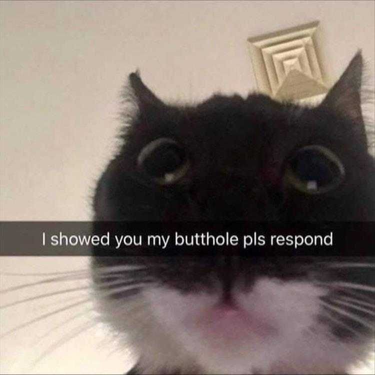 Funniest Animal Memes Snap Chat Sexting