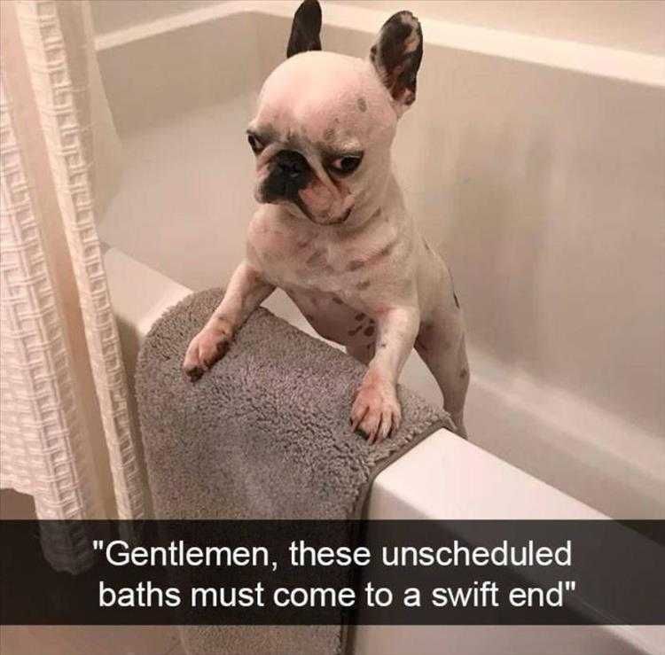 Funniest Animal Memes Must End Now
