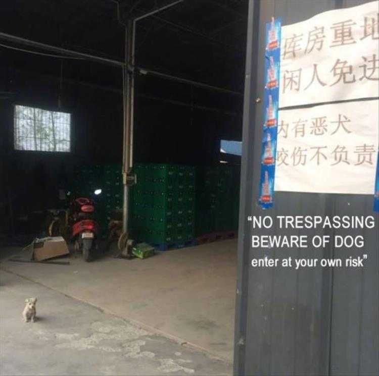 Funniest Animal Memes Dangerous Attack Dog.