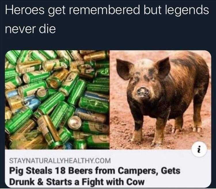 Hilarious Animal Pics Of The Day Drunken Pig