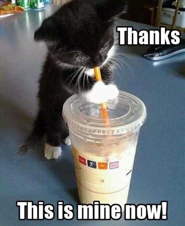 Hilarious Animal Pics You Snooze You Lose