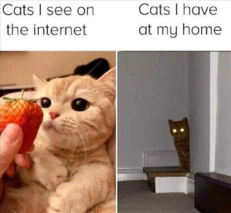 Hilarious Animal Pics Reality