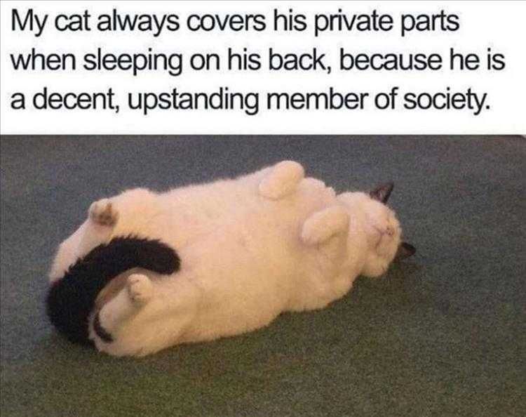 Hilarious Cat Pics Manners