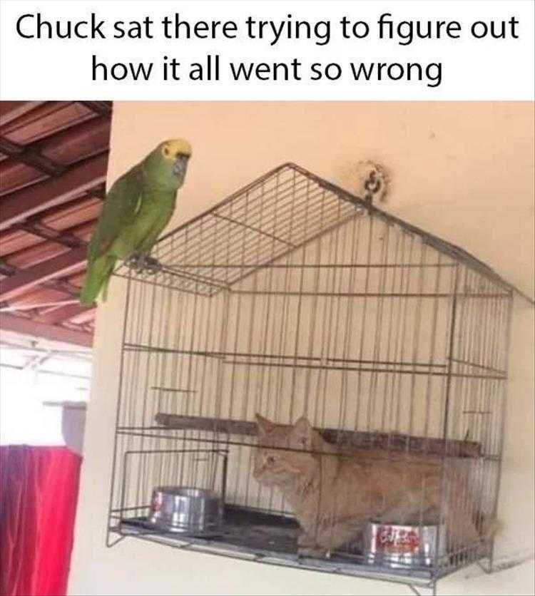 Hilarious Animal Pics Swapping Places