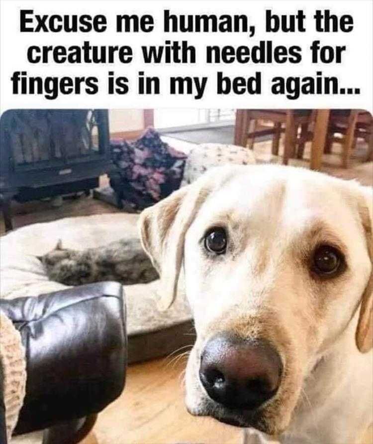 Hilarious Animal Pics Complaint To Management