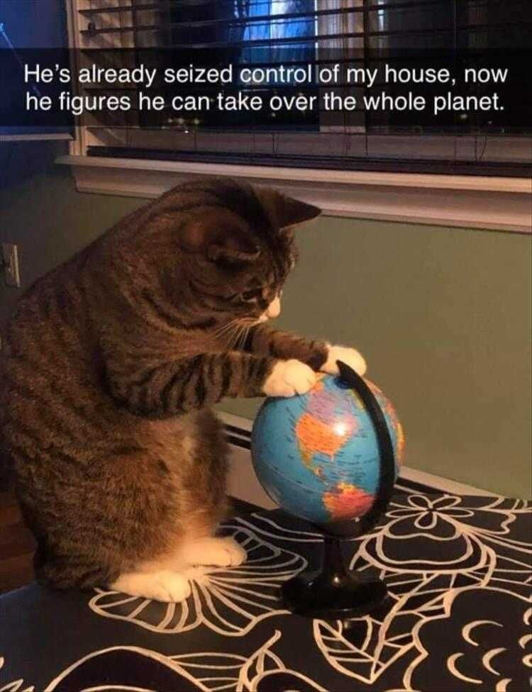 Hilarious Cat Pics World Domination