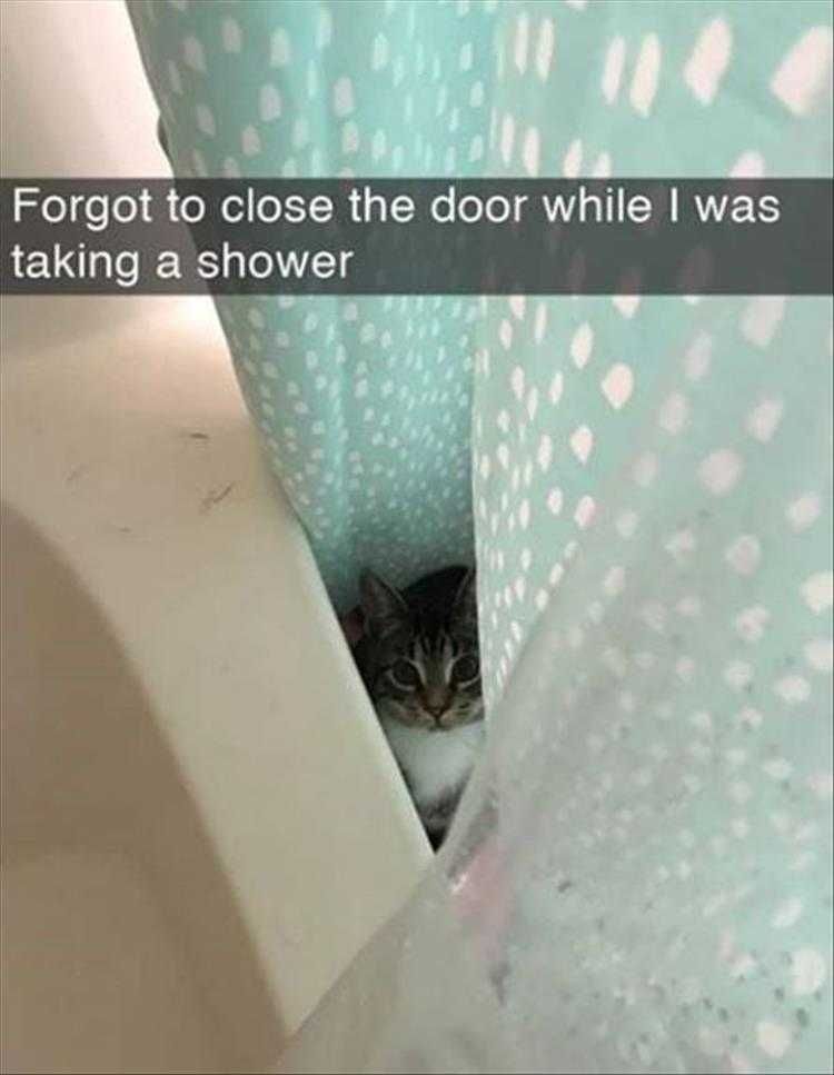Hilarious Cat Pics Investigating