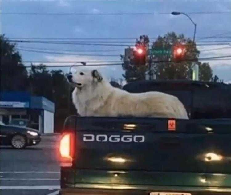 Hilarious Animal Pics You Know It