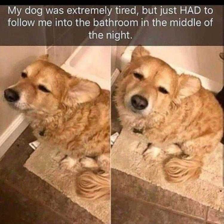 Hilarious Dog Pics Maybe There'S Food