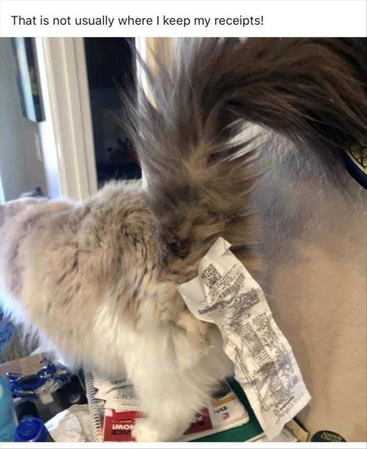 Hilarious Cat Pics Receipt Printer