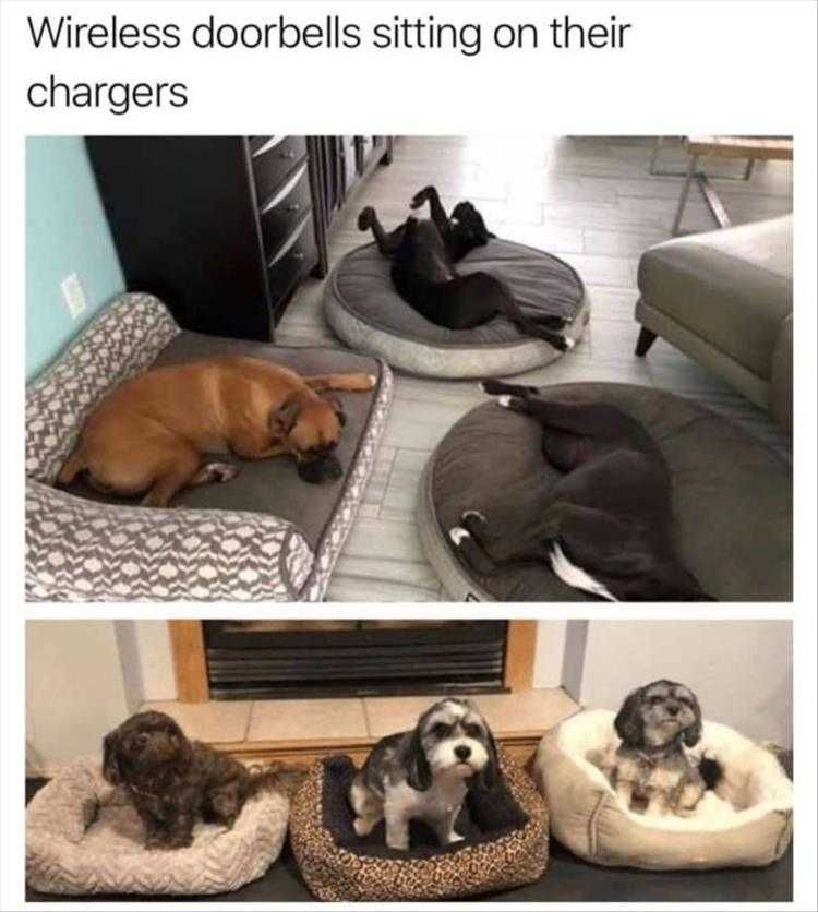 Hilarious Animal Pics Wireless Charging
