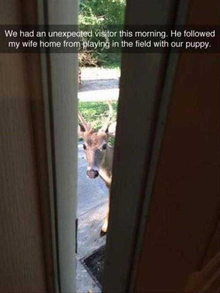 Hilarious Animal Pics Stalking Doe