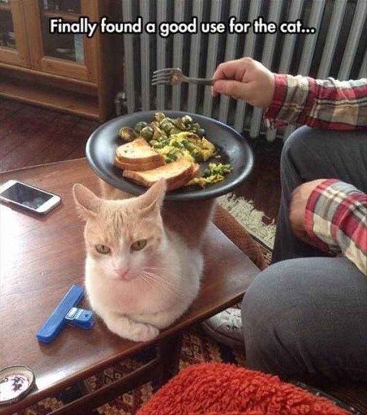 Hilarious Animal Pics Cat Tray