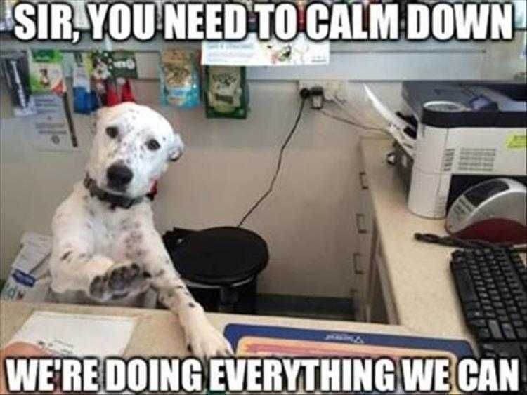 Hilarious Animal Pics Management Gone To The Dogs