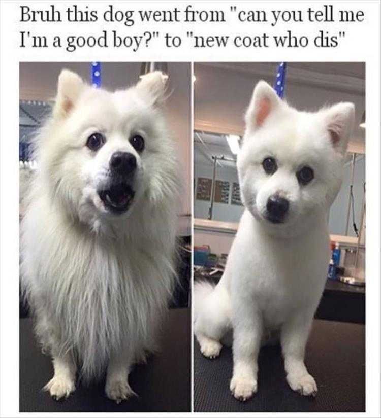 Hilarious Animal Pics Cleaning Up Good.