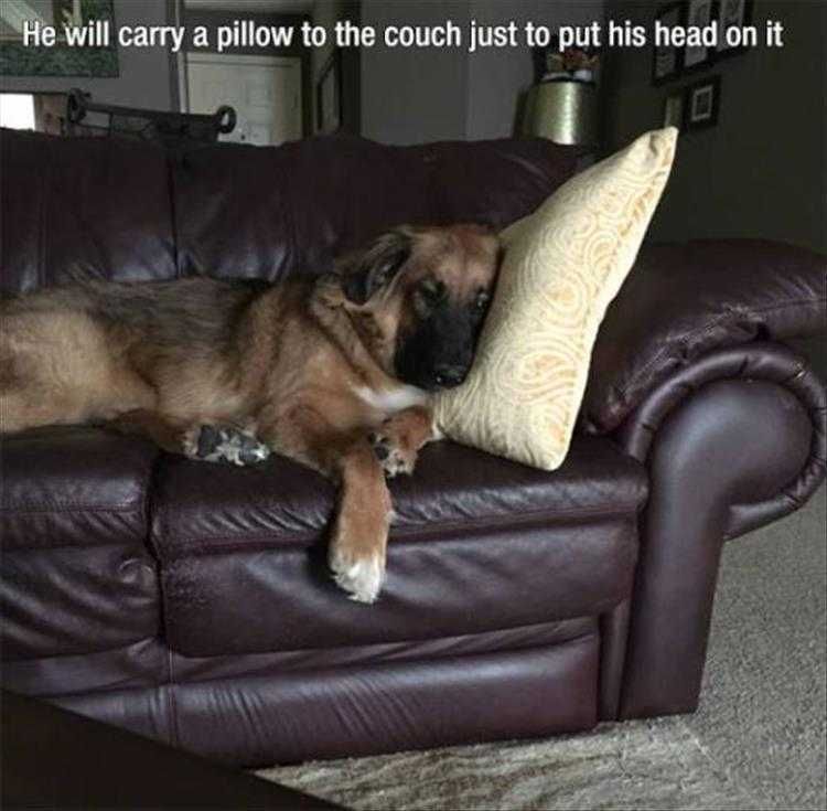 Hilarious Animal Pics Living The Life