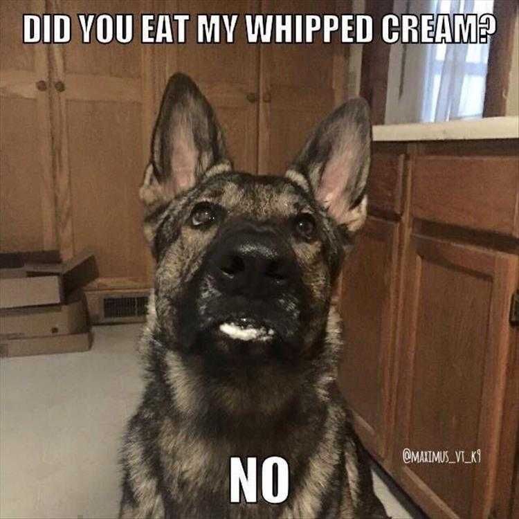 Hilarious Animal Pics Guilty