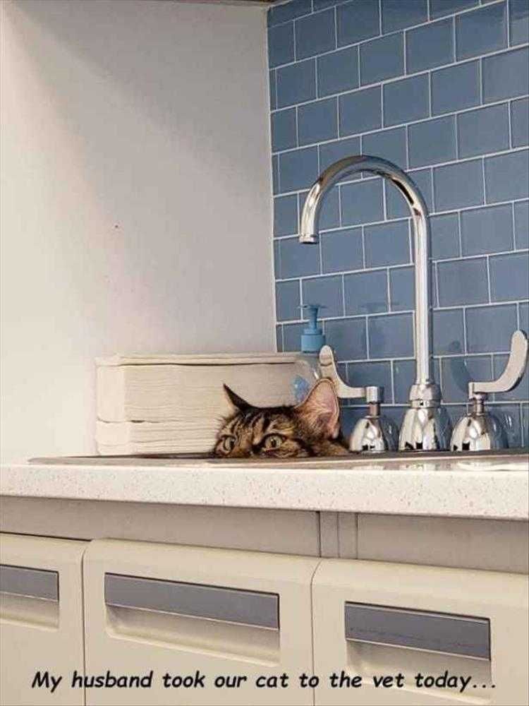 Hilarious Animal Pics Vet Visit