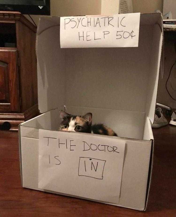 Hilarious Animal Pics How Does That Make You Feel