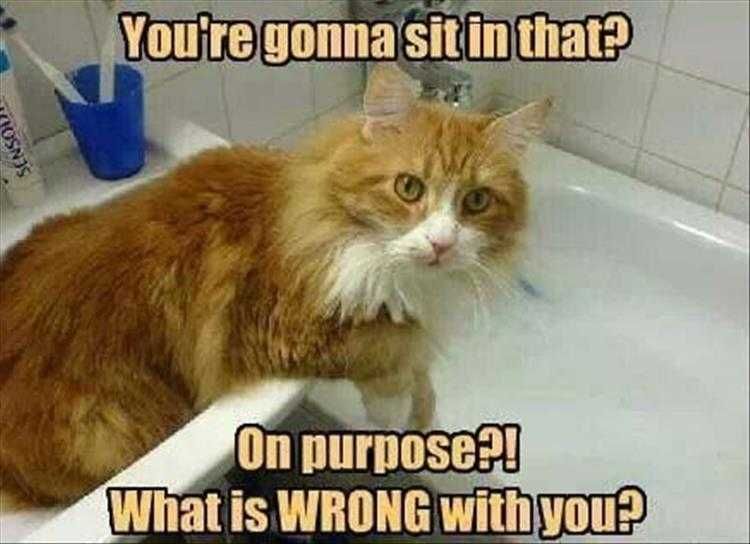 Hilarious Animal Pics Reality Check