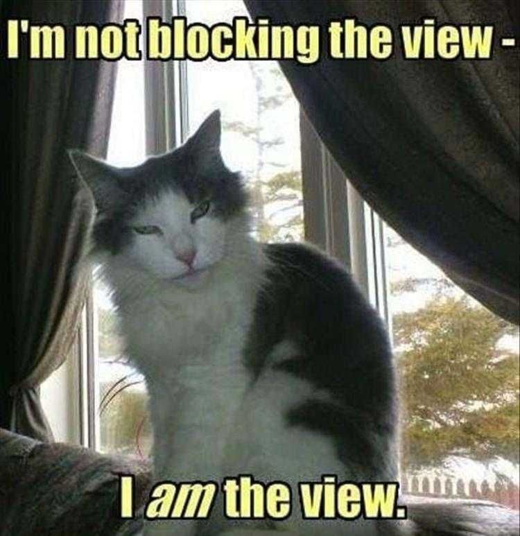 Hilarious Cat Pic Enjoy The View