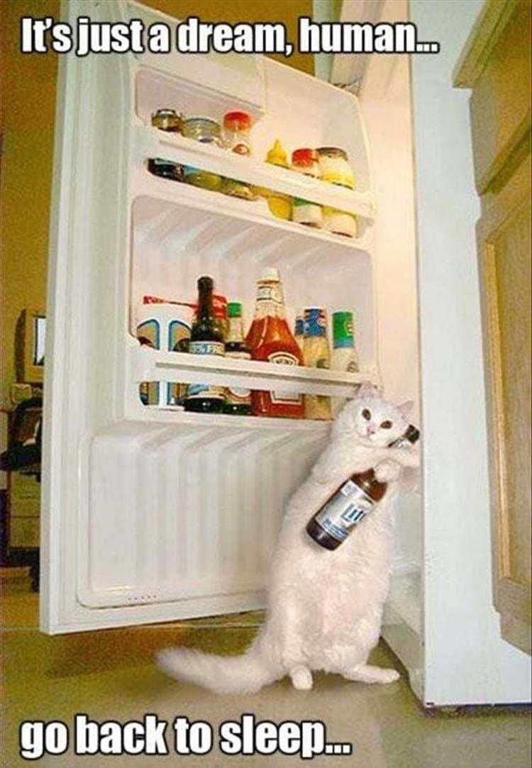 Hilarious Animal Pics Nothing To See Here