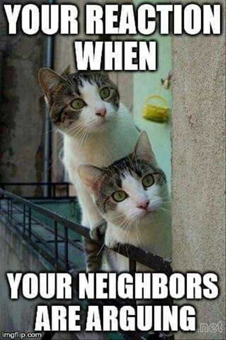 Hilarious Animal Pics What'S Going On