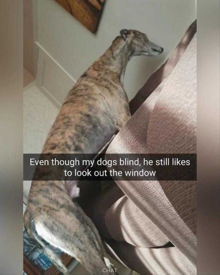 Funny Animal Pics With Captions Blind Dog Looking Out Window
