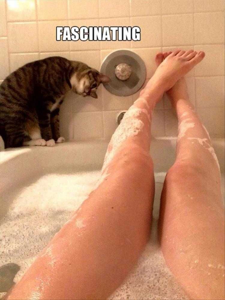 Funny Animal Pics With Captions Fascinated Cat