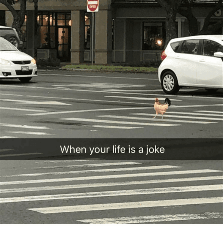 Funny Animal Pics With Jokes Chicken Crossing Road