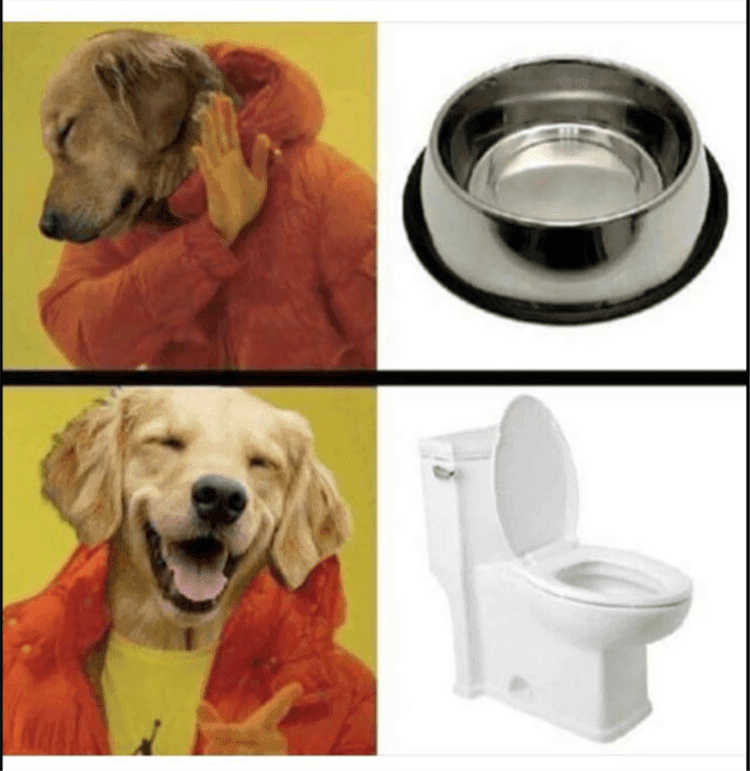 Funny Dog Pics Memes Favorite Dog Water Bowl